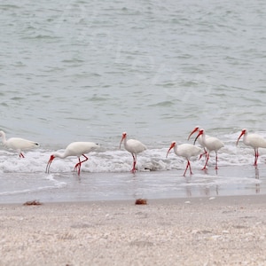 DIGITAL White Ibis on the Beach Photograph // Ibis Photography // Flock of Ibis // Florida Beach Photography