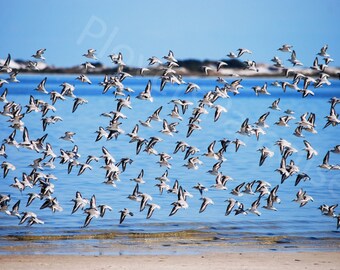 DIGITAL Sanderlings Flying // Flying Birds // Florida Nature Photo // Bird Photo // Beach Birds