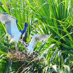 DIGITAL Nesting Tricolored Heron Photograph // Tricolored Heron Chick // Heron Bird Photography // Florida Bird Photograph