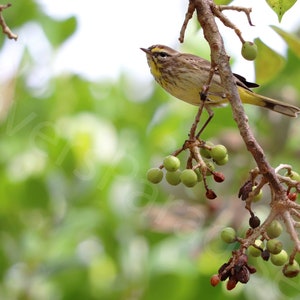 DIGITAL Palm Warbler Photograph // Palm Warbler Print // Florida Warbler Photography // Bird In Tree Photograph