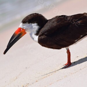 Photographie numérique en gros plan d’oiseau // Photographie d’écumoire noire // Photo d’oiseau de plage de Floride