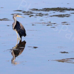 DIGITAL Tricolored Heron Picture // Sanibel Island Photography // Bird Reflection Photography // Heron Photograph