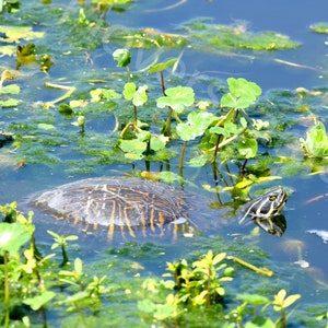 DIGITAL Turtle Photography // Florida Nature Photograph // Slider Turtle Print // Suwannee Cooter Photo Print