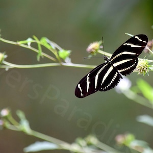 May include: A black and white striped butterfly with yellow accents perched on a green stem with small white flowers.