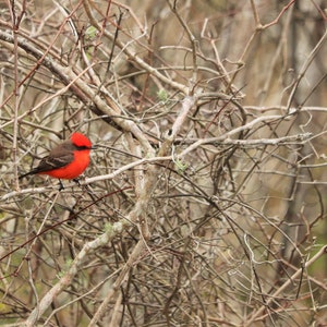 DIGITAL Vermillion Flycatcher at St Marks National Wildlife Refuge // Red Bird Photography // Florida Bird Photography
