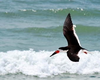DIGITAL Bird in Flight Print // Florida Black Skimmer Photograph // Pensacola Beach Photography