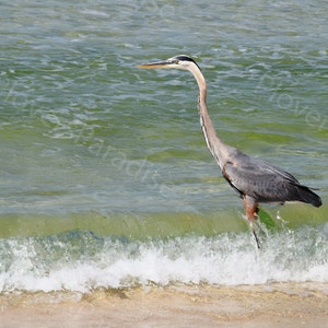 DIGITAL Great Blue Heron on the Beach Photograph // Beach Bird Print // Great Blue Heron