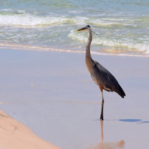 DIGITAL Florida Great Blue Heron Print // Beach Bird Photograph // Heron Picture
