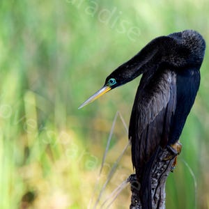 Op de afbeelding: Een zwarte anhinga-vogel met een lange, gele snavel en helderblauwe ogen zit op een verweerde tak. De kop van de vogel is naar beneden gedrukt en zijn veren zijn ruw. De achtergrond is een wazig groen.