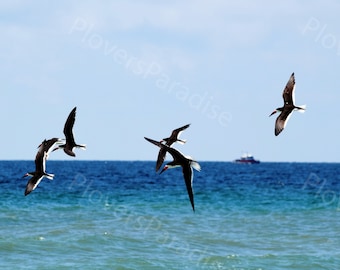 DIGITAL Birds in Flight Photography // Florida Black Skimmer Print // Pensacola Beach Shorebird