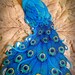 One Edible Teal Blue Peacock Collection