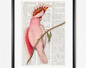 PINK COCKATOO Dictionary Art Print, Cockatoo, cockatoo wall decor, vintage parrot, wall art, Library Decor, Ornithology, Exotic Bird, #203-1