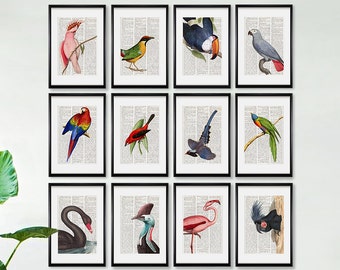 COLORFUL BIRDS Dictionary Art Print Set, Ornithology, Vintage Birds, Natural History, Tropical Birds, Exotic Birds, Wild life prints, #203