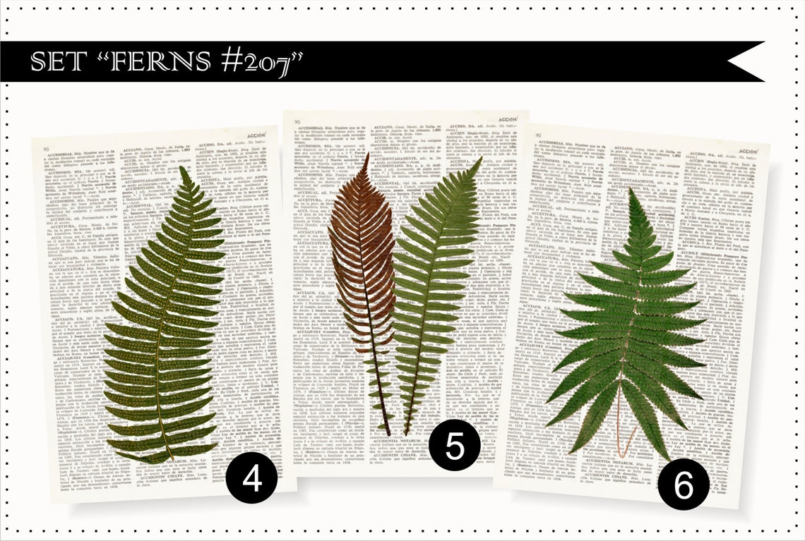 FERNS Dictionary Art Print Set, Botanical Prints, Fern Print, Fern Art, Fern Botanical Print