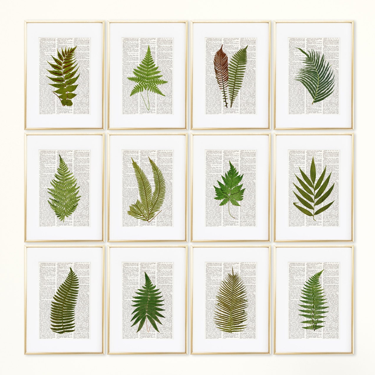 FERNS Dictionary Art Print Set Botanical Prints Fern Print Etsy