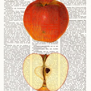 Dictionary Art Print APPLE, Kitchen Wall Decor, Wall Art, Botanical prints, fruit art, kitchen prints, food art, Vintage illustration, 176 image 2