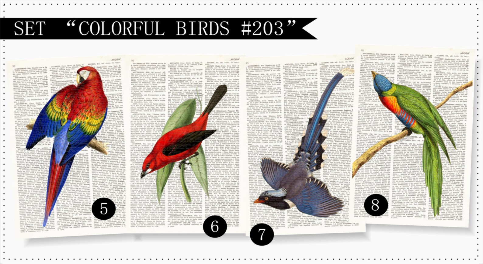 COLORFUL BIRDS Dictionary Art Print Set Ornithology Vintage Etsy