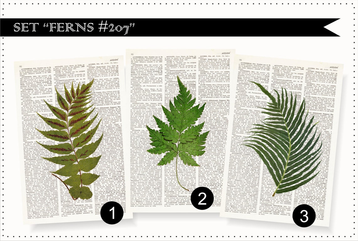 FERNS Dictionary Art Print Set, Botanical Prints, Fern Print, Fern Art, Fern Botanical Print