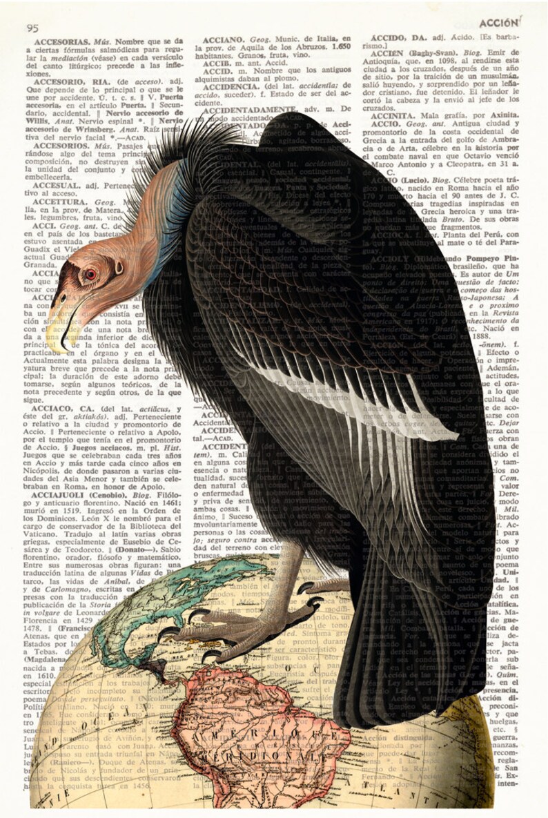 Vulture habitat image