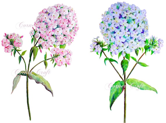 水彩フロックスのクリップアート：ピンクとブルーの花のアート