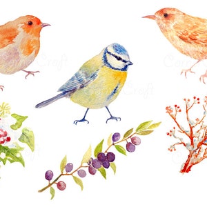 Clipart aquarelle britannique jardin oiseaux