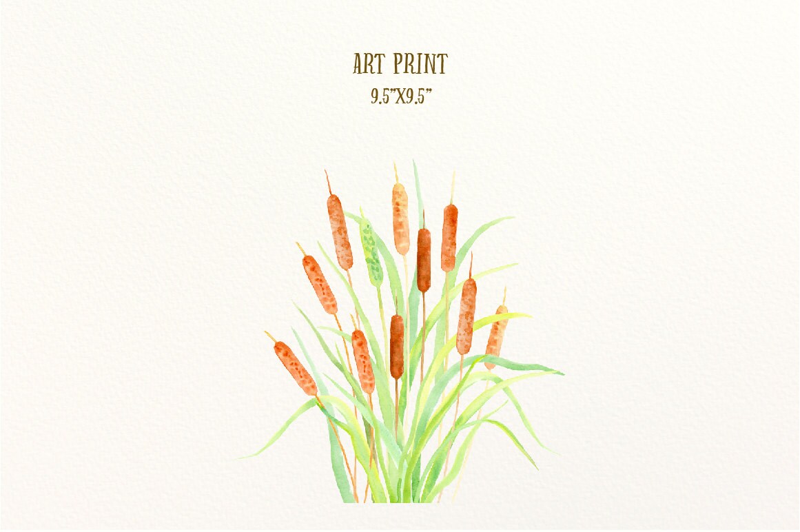 Watercolor Clip Art Cattail (typha), Bulrush, Seed Head and Leaves ...