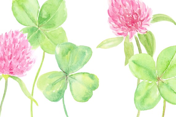 水彩クローバーのクリップアート - 幸運のお守り、ピンクの花（すぐに