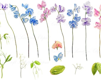Clipart de guisante de olor en acuarela: Gráficos florales pintados a mano (Descarga digital)