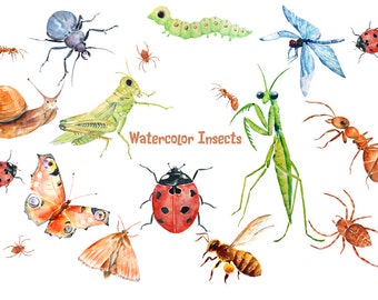 Original Watercolors Illustration Painting Image Decoration Watercolor Watercolor Insect Animal Louse