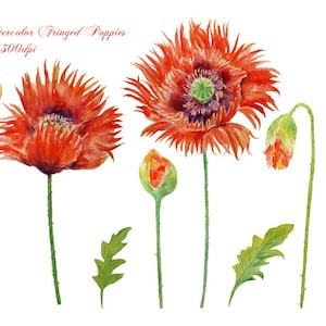 Hand painted watercolour fringed red poppies instant download clipart art for greeting cards wedding card invitation