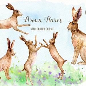 Hare Clip Art, Watercolor Clipart Brown Hares, brown hare, running, fighting and watercolor texture instant download, rabbit clip art