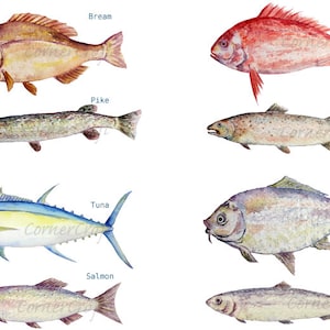 Watercolour fish clipart digital download, carp, trout, tuna, sardine, pike, sea fish