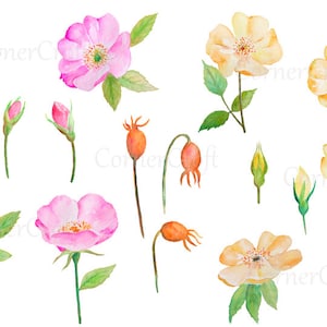 Hand bemalt Aquarell rosa Rosen, gelbe Rosen Knospen Samenkapseln digitale Clipart sofortigen Download Gästebuch Hochzeit Karten Grußkarten