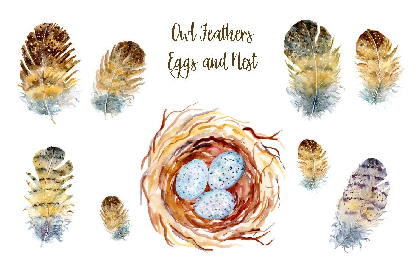 Watercolor Owl Feathers, Eggs and Nest Clipart (Digital Download)