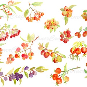 Peintes en aquarelle baies automnales automne baies clipart digital instant download pour décoration murale de cartes de voeux
