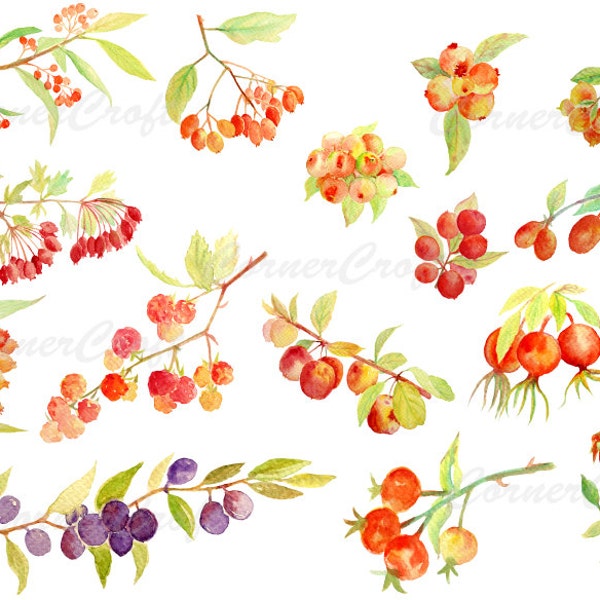 Hand painted watercolor autumn berries fall berries digital clipart instant download for greeting cards wall decor