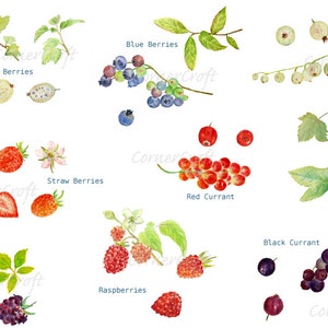 Akwarela miękkie owoce clipart, agrest, Blue Berry, truskawka, Czarna Jagoda, Malina, czerwone porzeczki, Instant Download, etykiety dżem