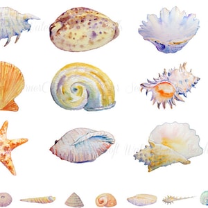 Watercolour concha de mar clipart Colección digital conchas marinas estrella pez seahorse descarga instantánea para tarjetas baño cocina pared deco