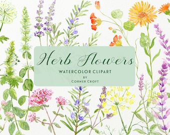 Clipart di fiori di erbe aromatiche ad acquerello, collezione di stampe di erbe aromatiche (download digitale)