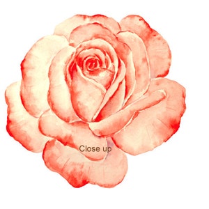 May include: A single, delicate, watercolor painting of a pink rose. The rose is in full bloom and has a soft, romantic feel.