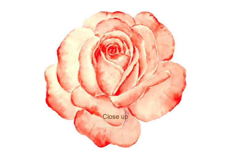 May include: A single, delicate, watercolor painting of a pink rose. The rose is in full bloom and has a soft, romantic feel.
