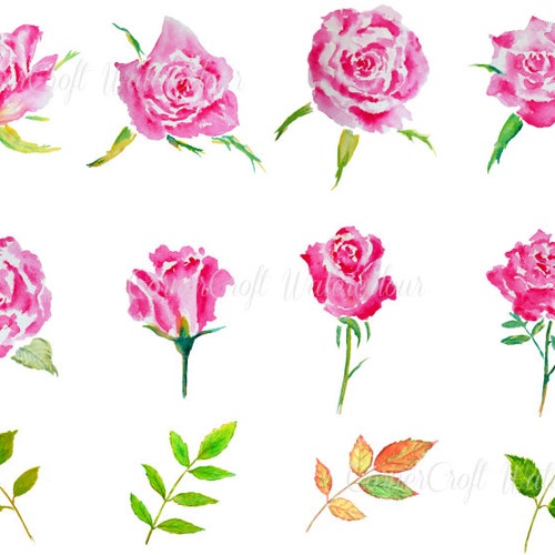 Sweet Roses Watercolor Clipart Collection Flowers | Etsy