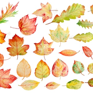 Imágenes prediseñadas de hojas de otoño de acuarela, hojas de otoño, descarga instantánea