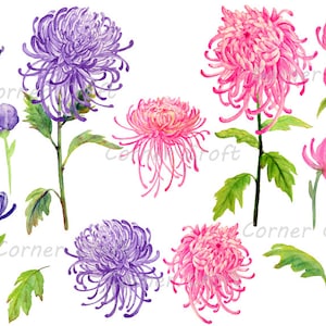 Hand painted watercolor pink and purple chrysanthemum digital clipart printable instant download scrapbook cards invitation