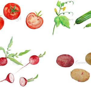 verduras acuarela pintadas a mano tomates rojos radishes pepino y patatas clipart digital descarga instantánea para tarjetas de felicitación