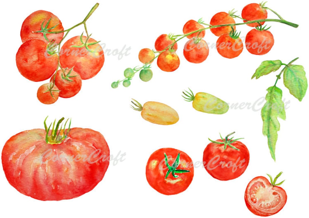 水彩画 トマト 赤色 手描き 赤色のトマトのセット 夏野菜の手描き水彩イラスト素材の