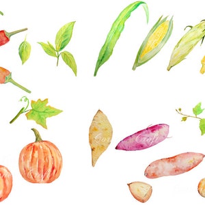 Aquarell Gemüse Süßkartoffeln, Chili-Pfeffer, Kürbis, Mais