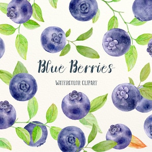 Watercolor Clipart Blue Berries, blueberries, botantical blueberry, background, pattern for instant download, scrapbook
