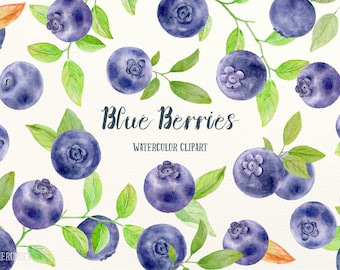 Watercolor Clipart Blue Berries, blueberries, botantical blueberry, background, pattern for instant download, scrapbook