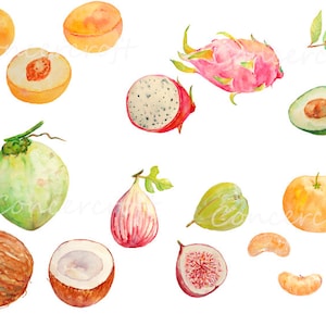 Watercolor fruit clipart - dragon fruit, avocado, coconut, fig, apricot and citrus clipart printable (set4)